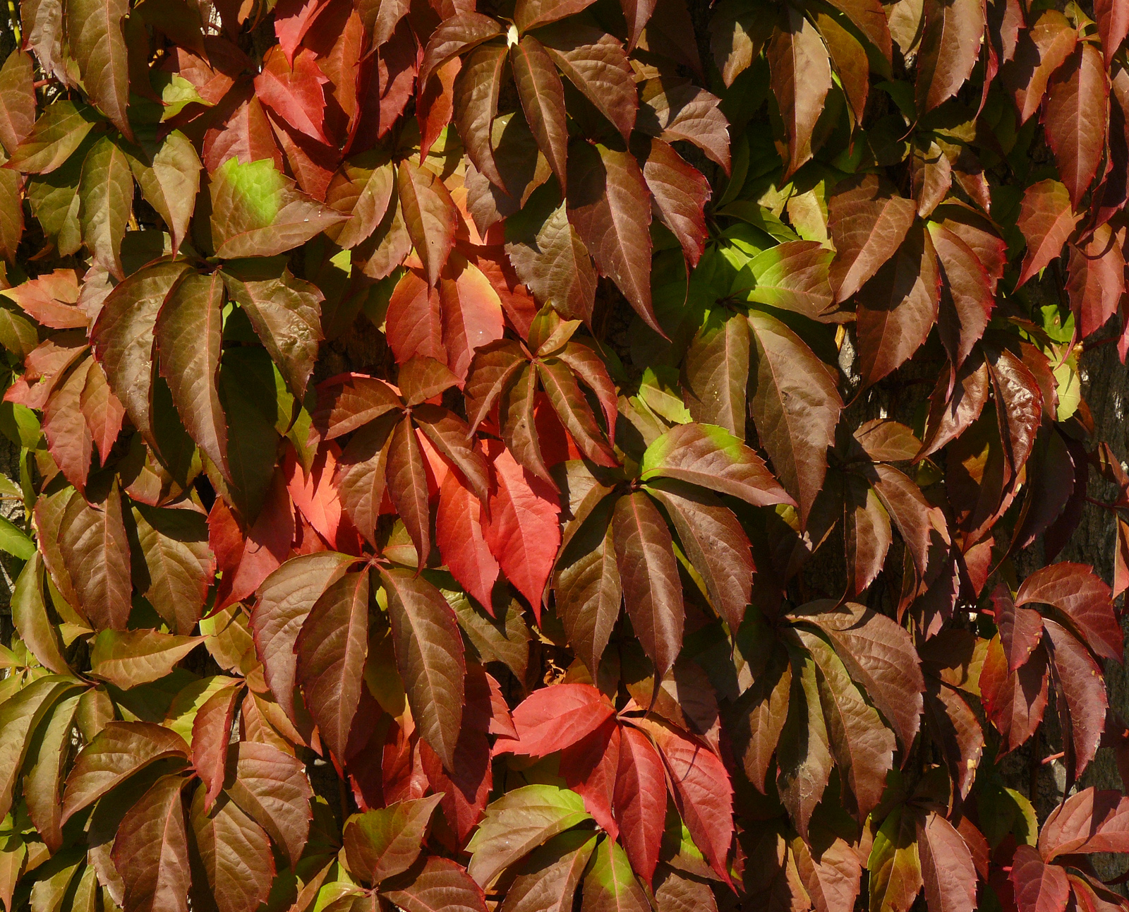 Parthenocissus quinquefolia
